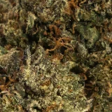 MK Ultra (AAAA) – Indica