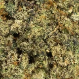 Jack Herer (AAA) Sativa