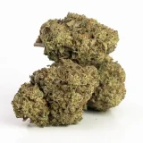 Violator (AAA) Indica