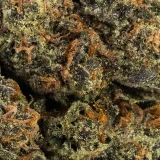 Granddaddy Purple (AAAA) | Indica Dominant Hybrid