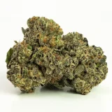 Afghan Bull Rider (AAAA) Indica