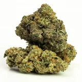 Afghan Bull Rider (AAAA) – Indica