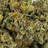 Afghan Bull Rider (AAAA) – Indica