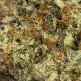 Amnesia Haze (AAAA) – Sativa