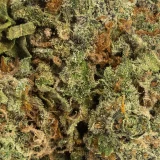 G13 (AAAA) – Indica