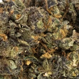 Blue Dream | Hybrid (While Supplies Last)