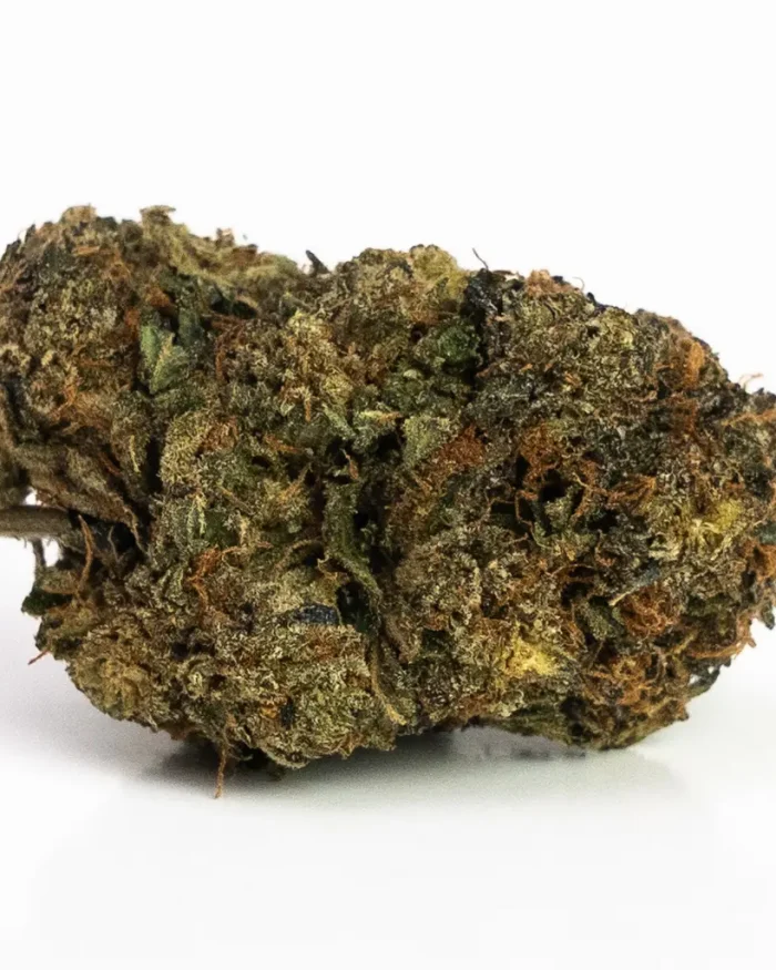 Gelato | Hybrid (While Supplies Last)