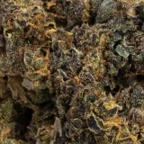 Jack Herer | Hybrid (While Supplies Last)