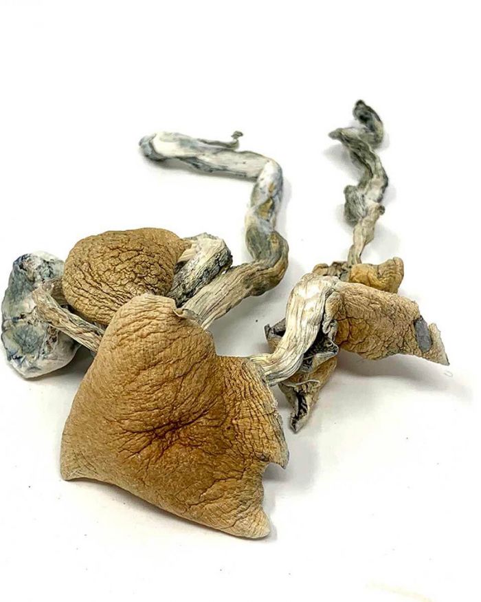 Golden Teachers Magic Mushrooms