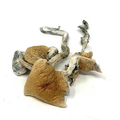 Golden Teachers Magic Mushrooms