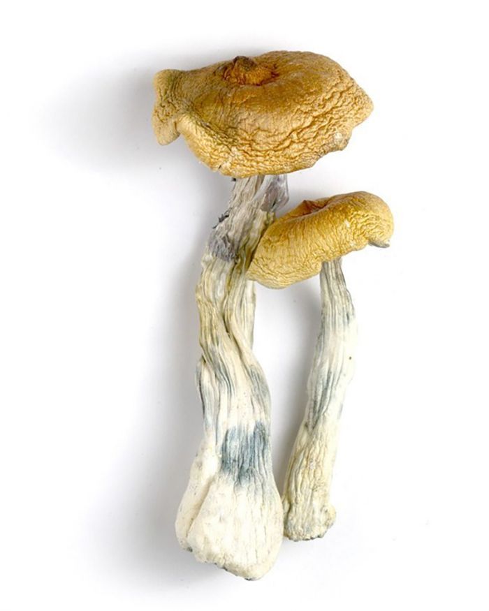 Hawaiian Magic Mushrooms