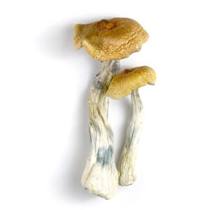 Hawaiian Magic Mushrooms
