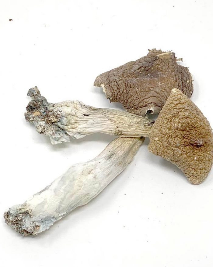 Penis Envy Magic Mushrooms