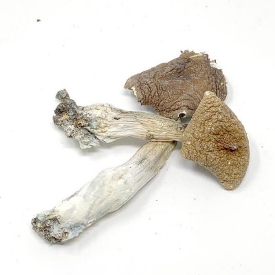 Penis Envy Magic Mushrooms