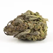 1oz Jet Fuel Gelato (A) | Hybrid (While Supplies Last)